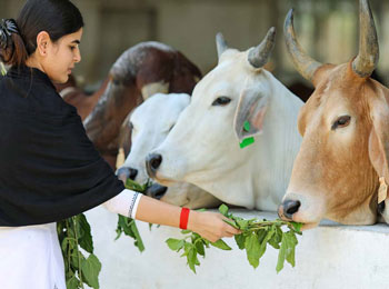 gau
